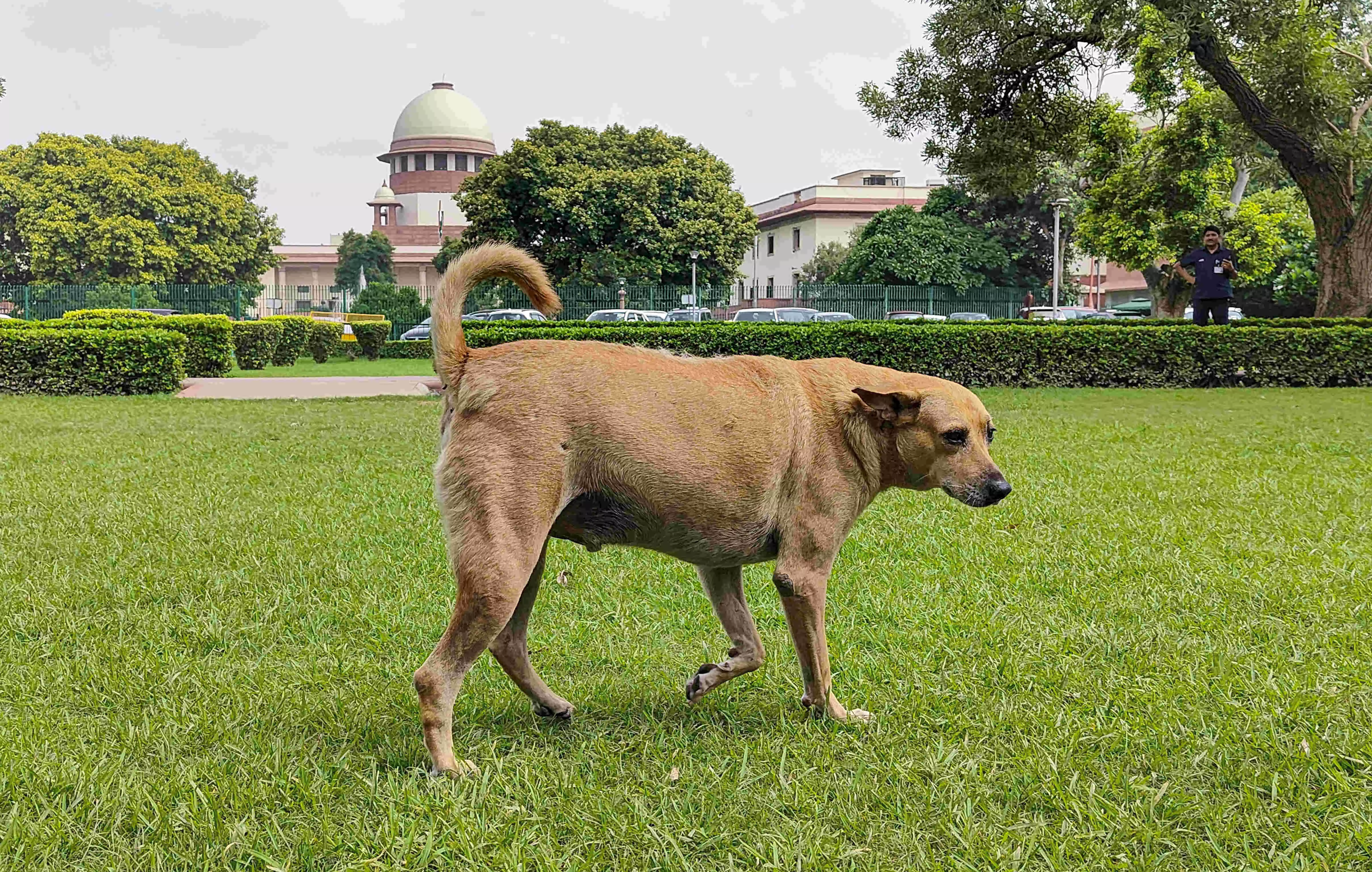 SC to issue directions on Nov 7 with respect to feeding of stray dogs in institutions