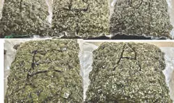 Mumbai Customs seize narcotics worth nearly Rs 13 crore Mumbai Customs seize narcotics worth nearly Rs 13 crore