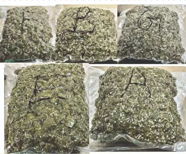 Mumbai Customs seize narcotics worth nearly Rs 13 crore Mumbai Customs seize narcotics worth nearly Rs 13 crore