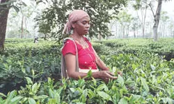 Alipurduar: Trinamool Union will set up help desks for migrant tea garden workers