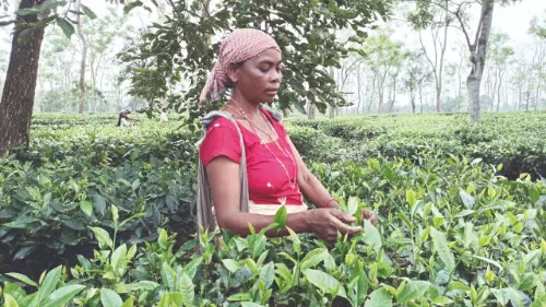 Alipurduar: Trinamool Union will set up help desks for migrant tea garden workers