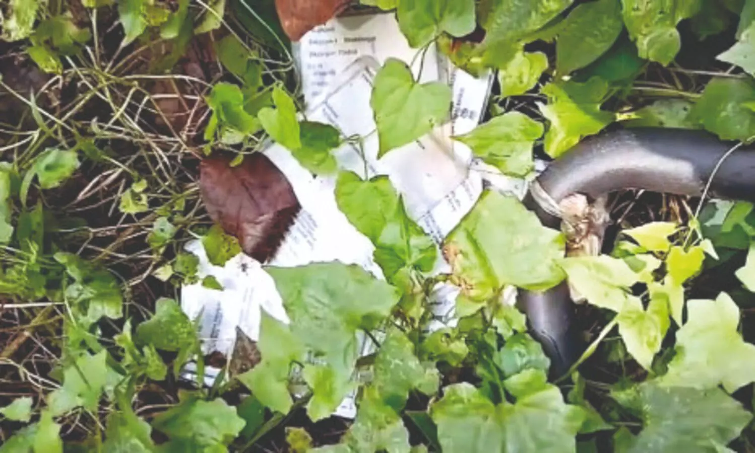 Pile of old voter cards found behind Rajganj BDO office