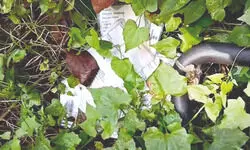 Pile of old voter cards found behind Rajganj BDO office