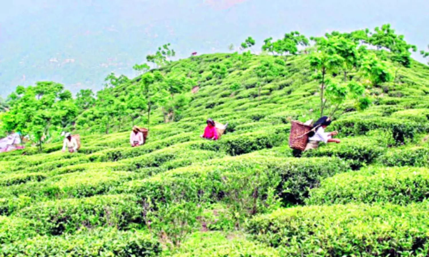 Compared to last yr, tea output in North Bengal falls by nearly 60%