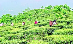 Compared to last yr, tea output in North Bengal falls by nearly 60%