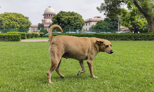 SC orders relocation of stray dogs and animals from institutional areas, highways SC orders relocation of stray dogs and animals from institutional areas, highways