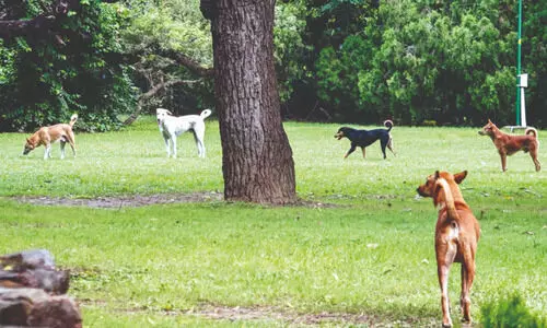 ‘Stray dog attack on foreigners affects public safety & tourism’ ‘Stray dog attack on foreigners affects public safety & tourism’