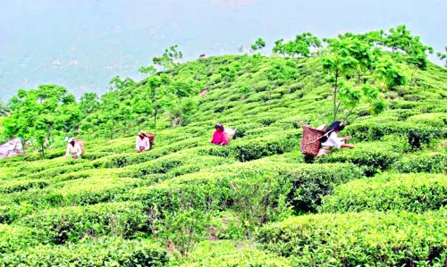 Compared to last yr, tea output in North Bengal falls by nearly 60% Compared to last yr, tea output in North Bengal falls by nearly 60%