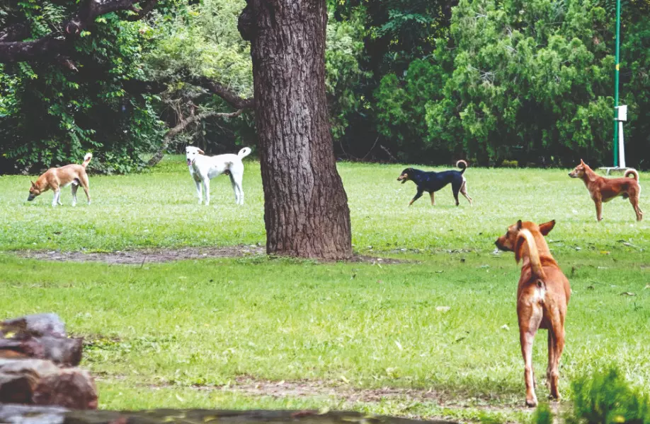 ‘Stray dog attack on foreigners affects public safety & tourism’ ‘Stray dog attack on foreigners affects public safety & tourism’