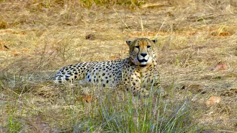 Another batch of 8 cheetahs from Africa to arrive in India soon; SA team visits MP habitats Another batch of 8 cheetahs from Africa to arrive in India soon; SA team visits MP habitats