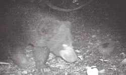 Purulia: Forest cameras capture sloth bear in Kotshila-Jhalda