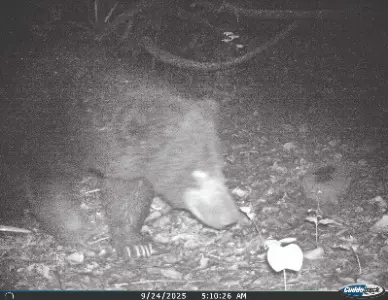 Purulia: Forest cameras capture sloth bear in Kotshila-Jhalda Purulia: Forest cameras capture sloth bear in Kotshila-Jhalda