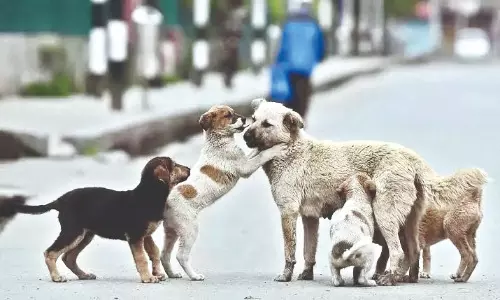 Animal lovers applaud Kolkata school for its stand on continuing campus dog care Animal lovers applaud Kolkata school for its stand on continuing campus dog care