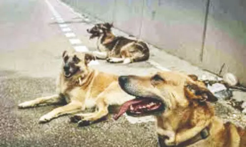 After Supreme Court order, KMC to launch ward-wise rabies vaccination camps for stray dogs by roping in vets
