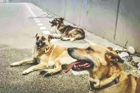 After Supreme Court order, KMC to launch ward-wise rabies vaccination camps for stray dogs by roping in vets