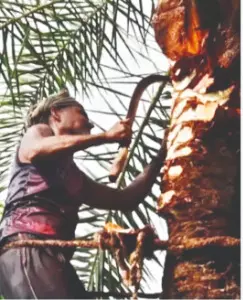 Winter’s sweet aroma: Date palm sap collection begins in S Dinajpur
