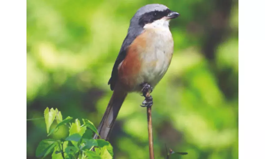 Several migratory birds return to North Bengal with onset of winter