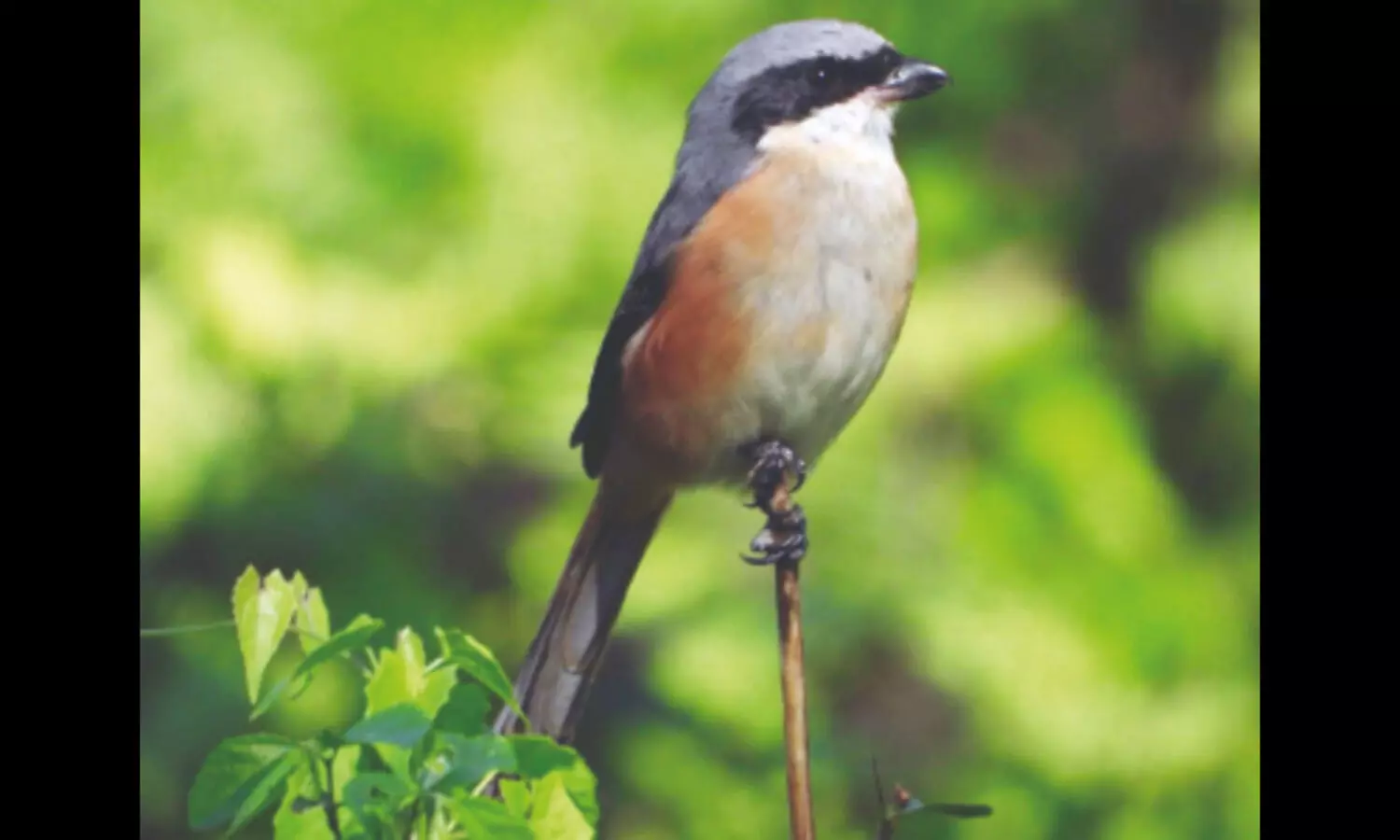 Several migratory birds return to North Bengal with onset of winter