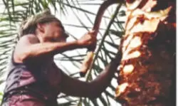 Winter’s sweet aroma: Date palm sap collection begins in S Dinajpur