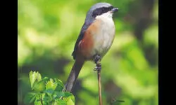 Several migratory birds return to North Bengal with onset of winter Several migratory birds return to North Bengal with onset of winter