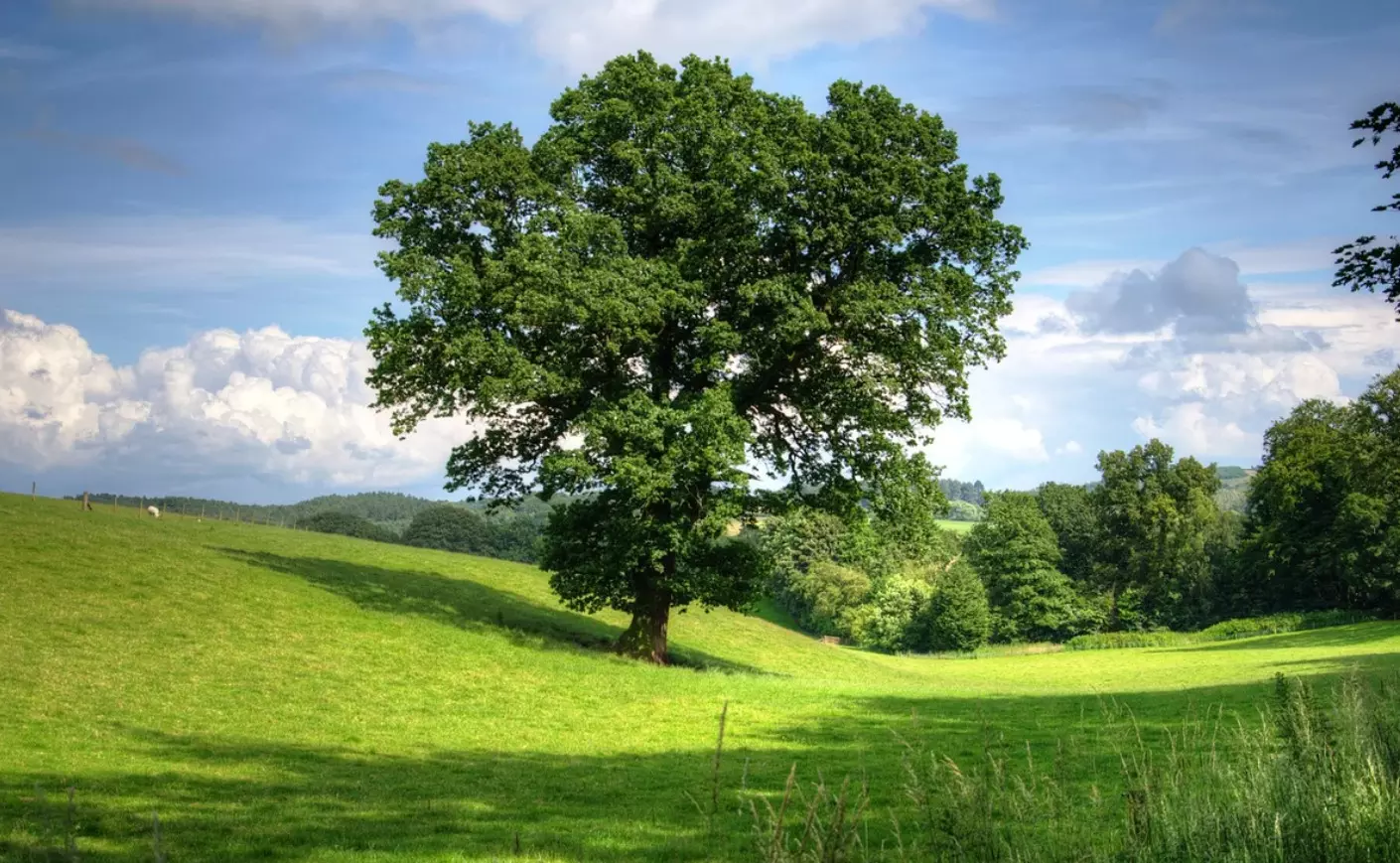 Indias Living Green Atlas Indias Living Green Atlas