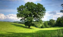 Indias Living Green Atlas Indias Living Green Atlas