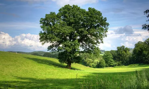 Indias Living Green Atlas Indias Living Green Atlas