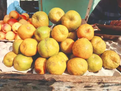 Nagpur oranges flood markets in Malda as Darjeeling supply delays Nagpur oranges flood markets in Malda as Darjeeling supply delays