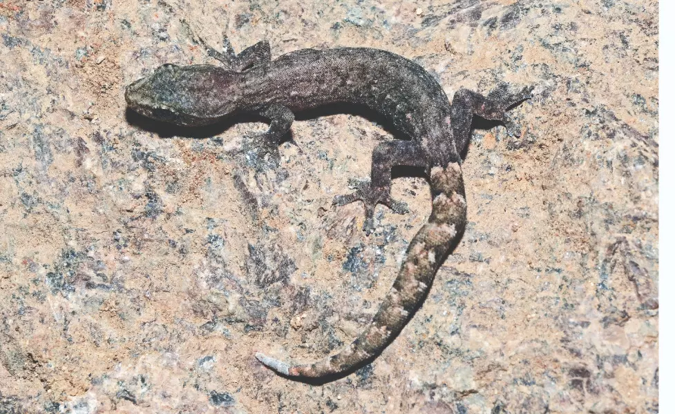ZSI discovers new slender gecko from Eastern Ghats