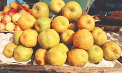 Nagpur oranges flood markets in Malda as Darjeeling supply delays Nagpur oranges flood markets in Malda as Darjeeling supply delays