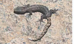 ZSI discovers new slender gecko from Eastern Ghats ZSI discovers new slender gecko from Eastern Ghats