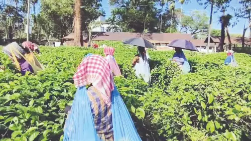 ‘Relief’: Redbank & Dharinipur tea estates reopen after over a month ‘Relief’: Redbank & Dharinipur tea estates reopen after over a month