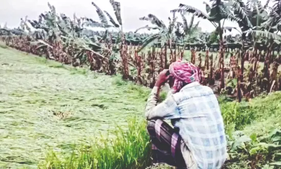 Malda: ‘Overnight Oct rain damages crops across 250 hectares of land’ Malda: ‘Overnight Oct rain damages crops across 250 hectares of land’