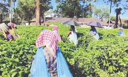 ‘Relief’: Redbank & Dharinipur tea estates reopen after over a month ‘Relief’: Redbank & Dharinipur tea estates reopen after over a month