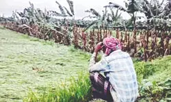 Malda: ‘Overnight Oct rain damages crops across 250 hectares of land’ Malda: ‘Overnight Oct rain damages crops across 250 hectares of land’