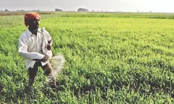 Fertiliser black marketing: Over 550 dealers show-caused in Malda Fertiliser black marketing: Over 550 dealers show-caused in Malda