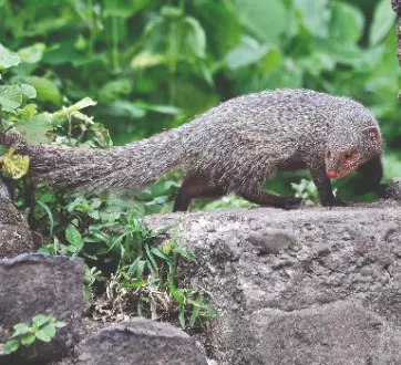 ZSI scientists develop non-invasive method to identify illegal mongoose hair ZSI scientists develop non-invasive method to identify illegal mongoose hair