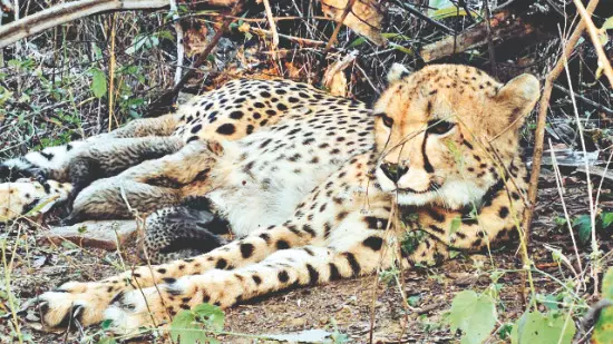 Biodiversity boost as Indian-born Cheetah delivers five cubs at Madhya Pradesh’s Kuno Biodiversity boost as Indian-born Cheetah delivers five cubs at Madhya Pradesh’s Kuno