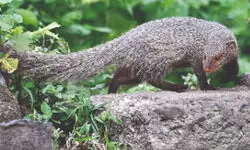ZSI scientists develop non-invasive method to identify illegal mongoose hair