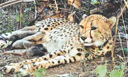 Biodiversity boost as Indian-born Cheetah delivers five cubs at Madhya Pradesh’s Kuno