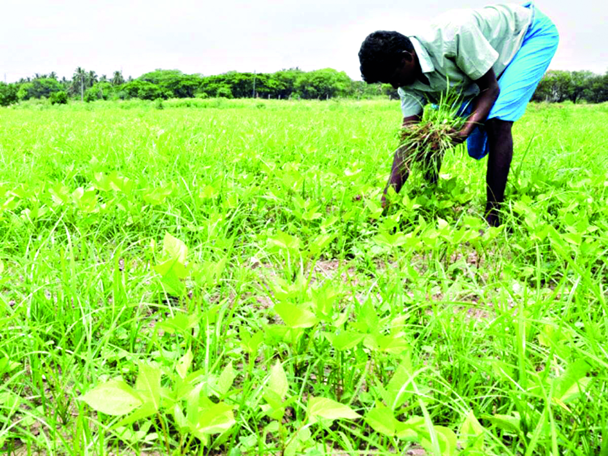 Bengal plans App-based harvesting to make agri easier, faster & economical