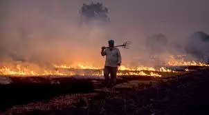 Stubble burning incidents decline in Delhi-NCR, Punjab, Haryana: Agri Secy