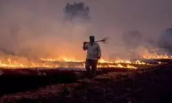 Stubble burning incidents decline in Delhi-NCR, Punjab, Haryana: Agri Secy