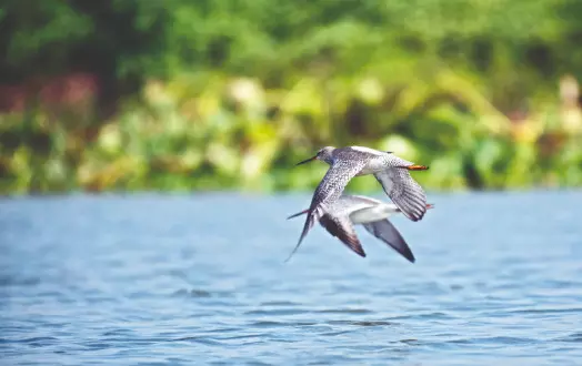 With Nov ending, South Dinajpur sees unusually low migratory bird arrivals With Nov ending, South Dinajpur sees unusually low migratory bird arrivals
