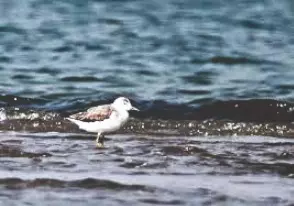 Edition IV of Sunderban Bird Festival to be held from January 23 to 27, 2026 Edition IV of Sunderban Bird Festival to be held from January 23 to 27, 2026