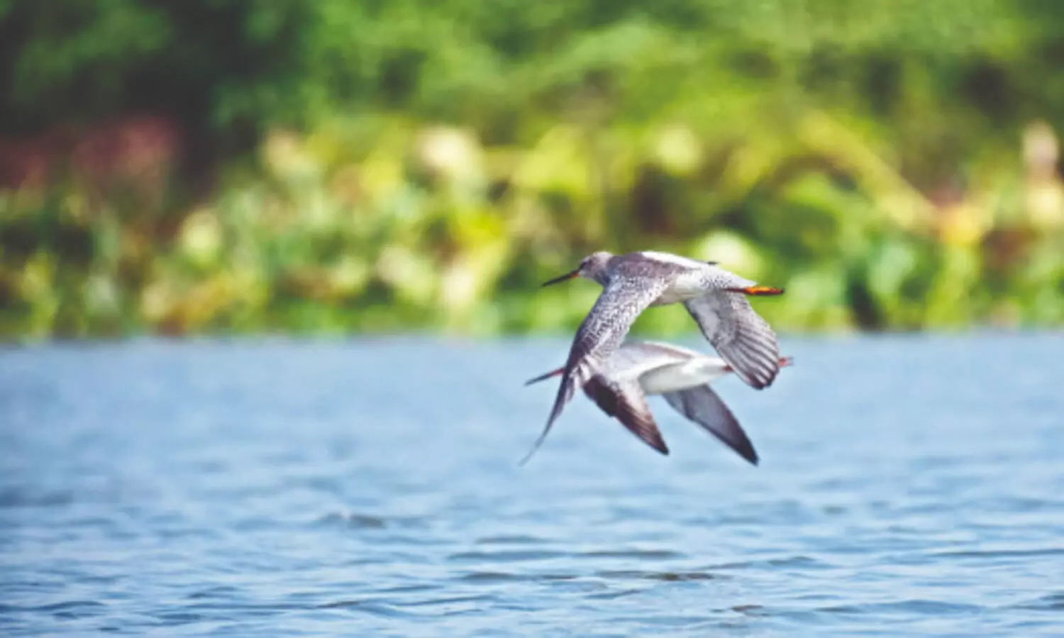 With Nov ending, South Dinajpur sees unusually low migratory bird arrivals