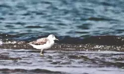 Edition IV of Sunderban Bird Festival to be held from January 23 to 27, 2026 Edition IV of Sunderban Bird Festival to be held from January 23 to 27, 2026