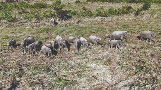 Drones transform forest surveillance at Jaldapara, eliminate poaching cases Drones transform forest surveillance at Jaldapara, eliminate poaching cases