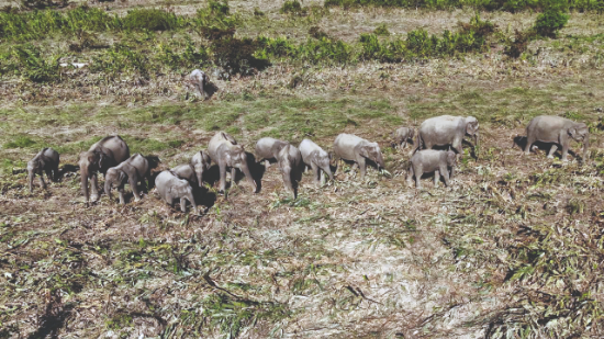 Drones transform forest surveillance at Jaldapara, eliminate poaching cases