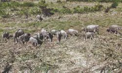 Drones transform forest surveillance at Jaldapara, eliminate poaching cases